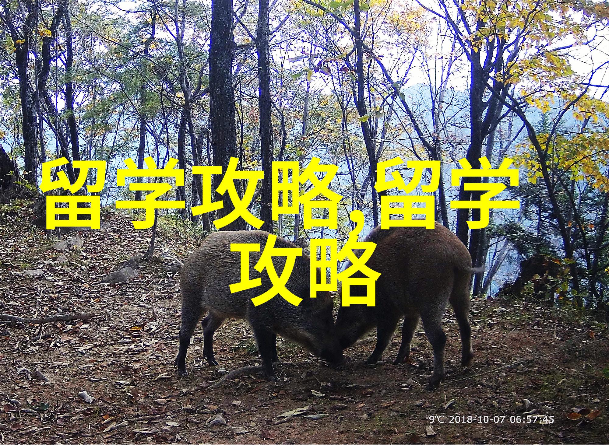 不懂就要问新加坡留学不贵吗挑战100万读完4年大学管够